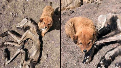 Ce chiot ne veut pas quitter sa mère décédée et lui apporte de la nourriture : une scène déchirante