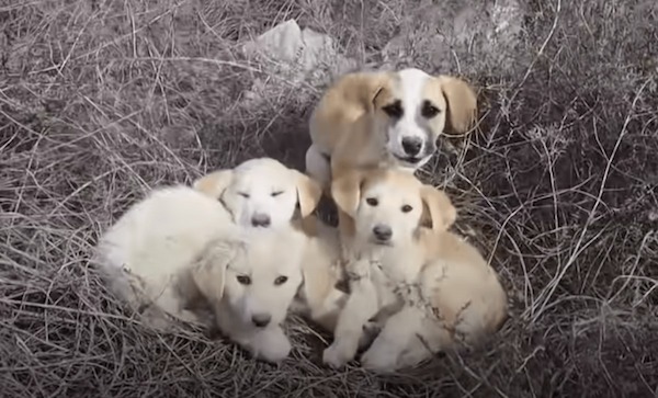 Ce couple en vacances découvre des chiots abandonnés au milieu de nulle part, leur vie bascule