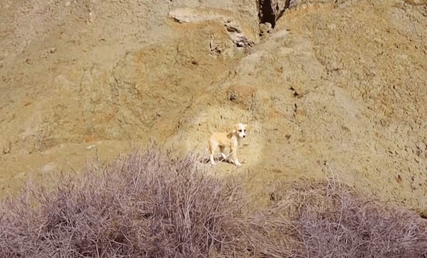 Ce couple en vacances découvre des chiots abandonnés au milieu de nulle part, leur vie bascule