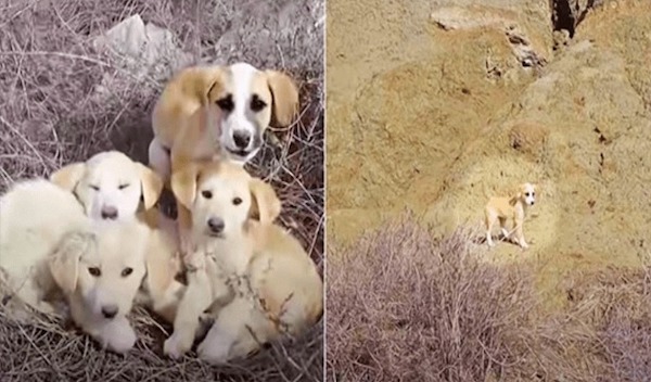 Ce couple en vacances découvre des chiots abandonnés au milieu de nulle part, leur vie bascule