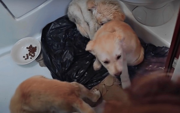 Ce couple en vacances découvre des chiots abandonnés au milieu de nulle part, leur vie bascule