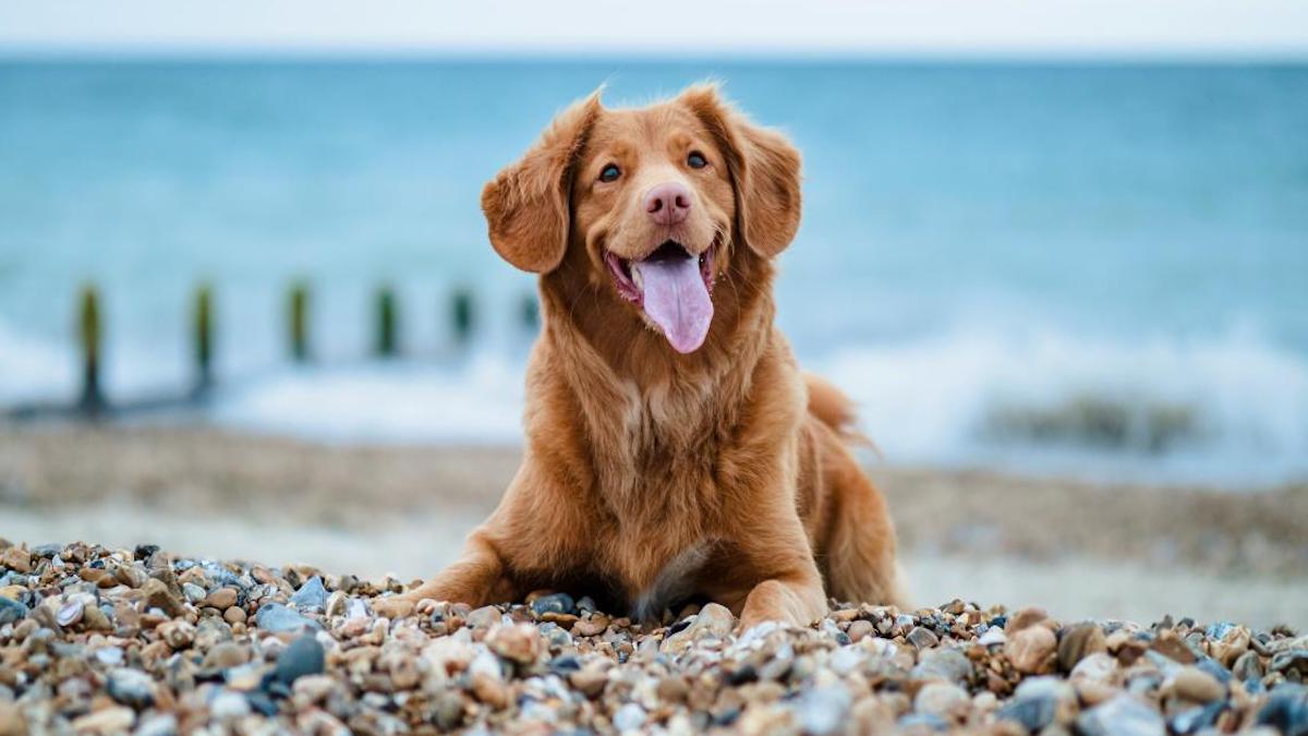 Ce détail qu'il faut surveiller de très près si vous emmenez votre chien à la plage