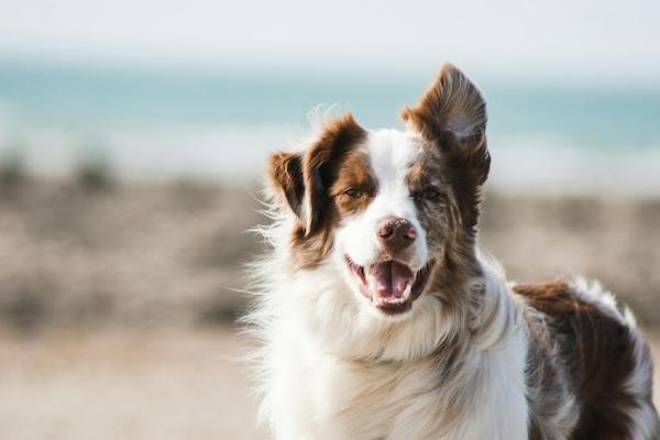 Ce détail qu'il faut surveiller de très près si vous emmenez votre chien à la plage