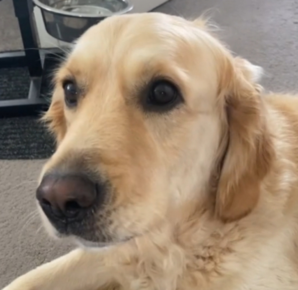 Ce golden retriever a appris à aboyer à voix basse, les internautes sidérés