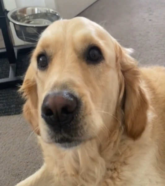 Ce golden retriever a appris à aboyer à voix basse, les internautes sidérés