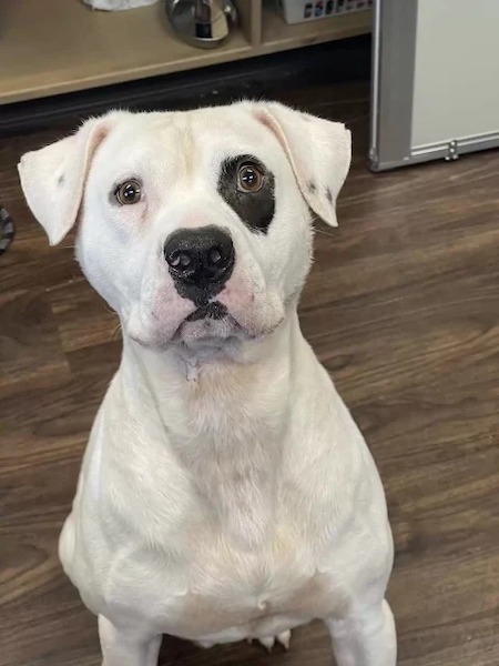 Ce jeune chien au refuge trouve enfin une famille qui l’adopte et s’endort avec un large sourire