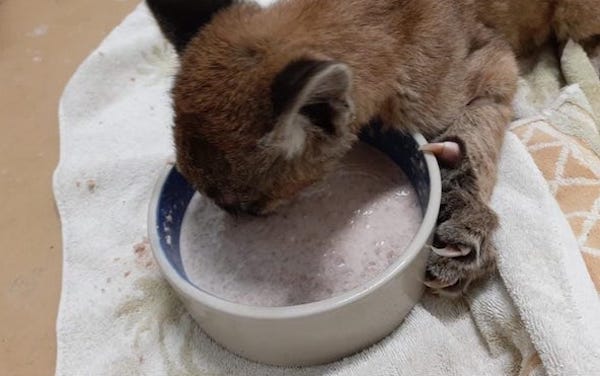 Ce jeune puma en très mauvais état de santé et livré à lui-même voit son destin basculer