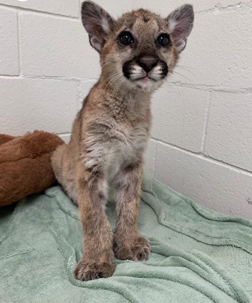 Ce jeune puma en très mauvais état de santé et livré à lui-même voit son destin basculer