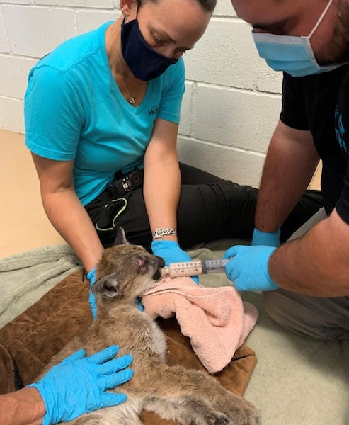 Ce jeune puma en très mauvais état de santé et livré à lui-même voit son destin basculer