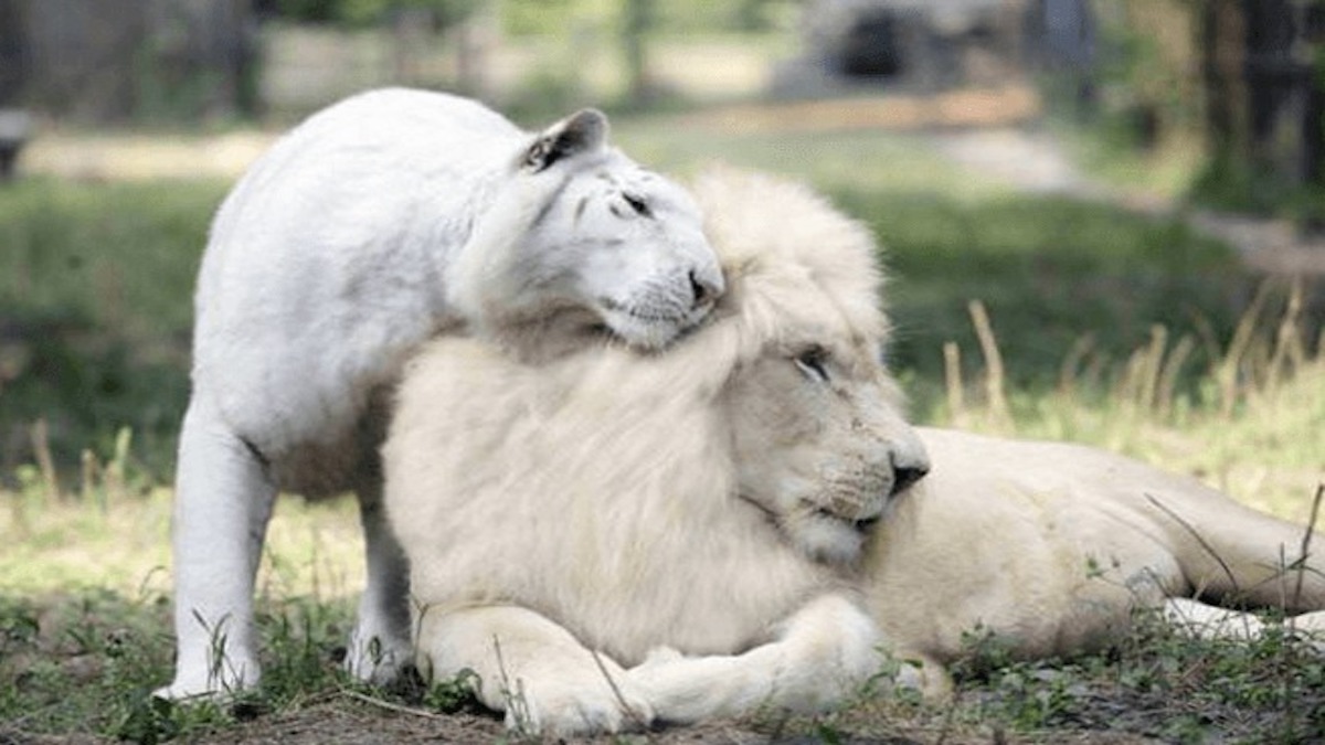 Ce lion blanc et ce tigre blanc ont eu des bébés, des ligres extrêmement rares et magnifiques