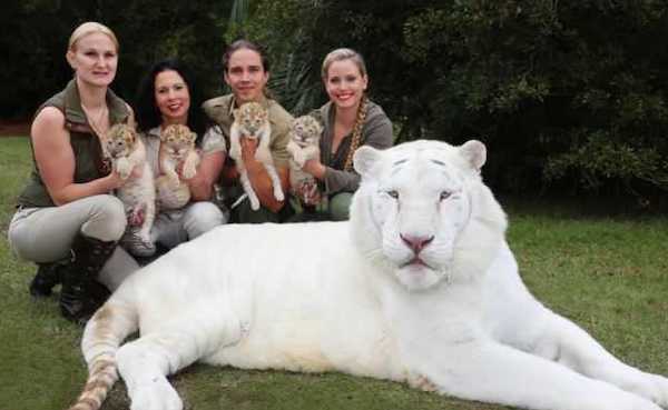 Ce lion blanc et ce tigre blanc ont eu des bébés, des ligres extrêmement rares et magnifiques