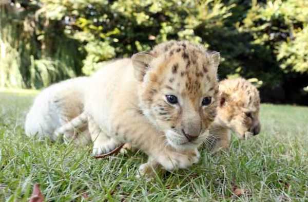 Ce lion blanc et ce tigre blanc ont eu des bébés, des ligres extrêmement rares et magnifiques