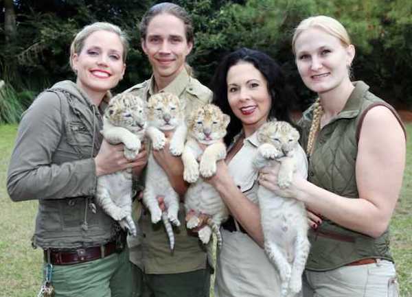 Ce lion blanc et ce tigre blanc ont eu des bébés, des ligres extrêmement rares et magnifiques