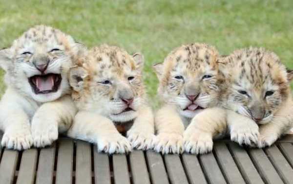 Ce lion blanc et ce tigre blanc ont eu des bébés, des ligres extrêmement rares et magnifiques