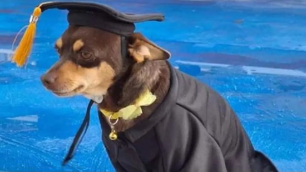 Ce petit chien errant obtient son diplôme dans une école, son histoire va vous émouvoir