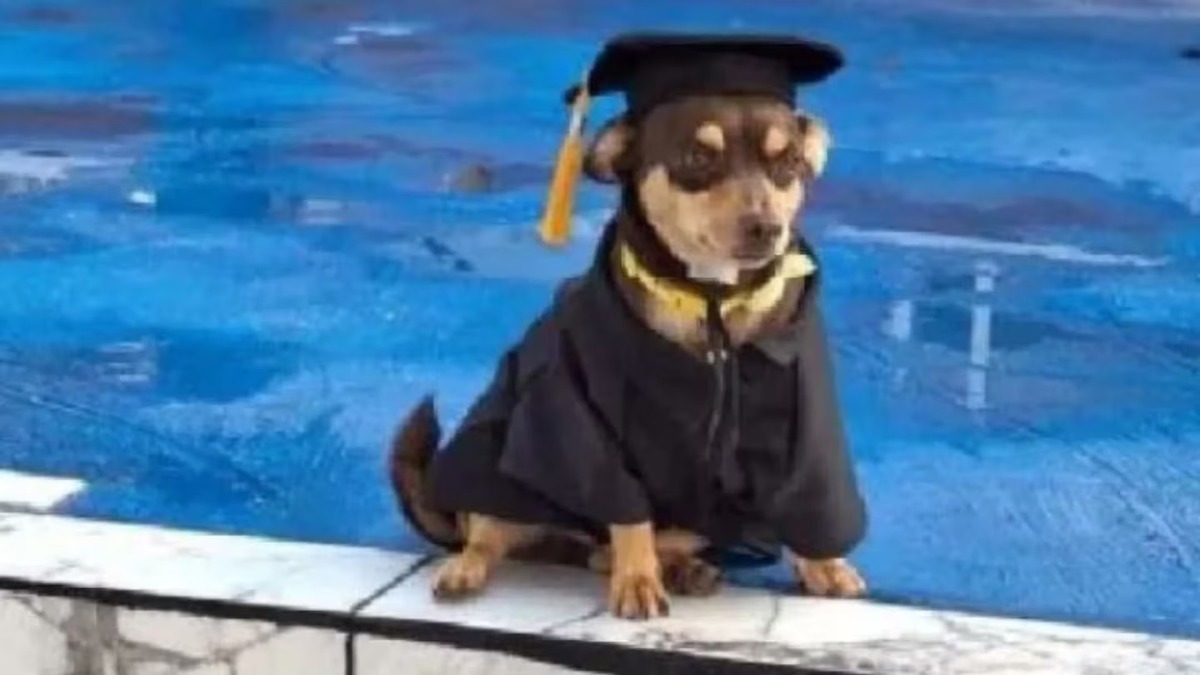 Ce petit chien errant obtient son diplôme dans une école, son histoire va vous émouvoir
