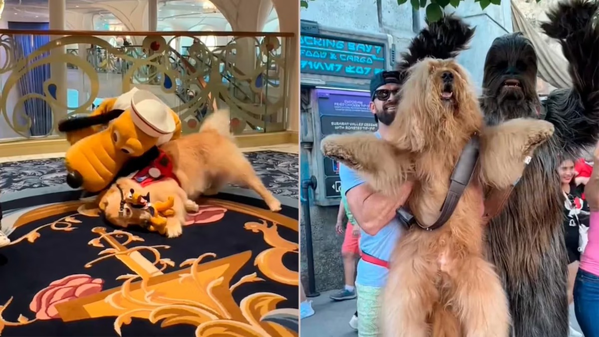 Ces 2 chiens rencontrent leurs héros au parc Disney, leur réaction totalement inattendue