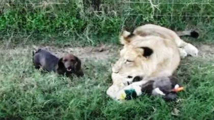 Ces chiots se lient d’amitié avec un énorme lion, ils deviennent inséparables