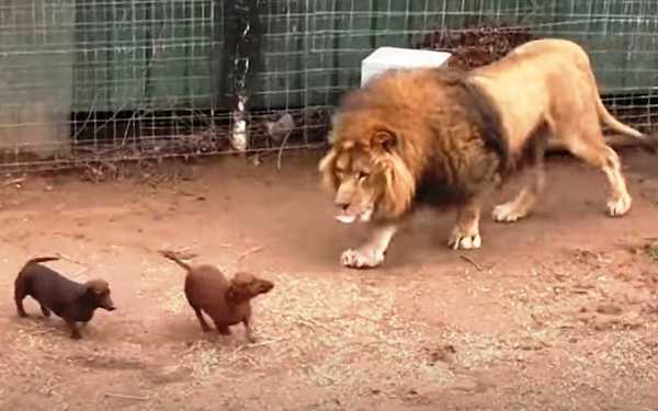 Ces chiots se lient d’amitié avec un énorme lion, ils deviennent inséparables