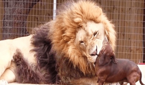 Ces chiots se lient d’amitié avec un énorme lion, ils deviennent inséparables