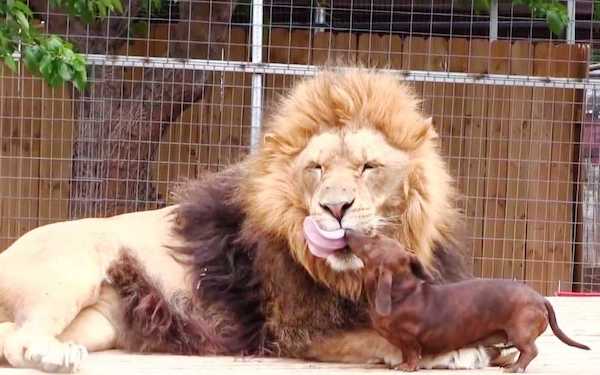 Ces chiots se lient d’amitié avec un énorme lion, ils deviennent inséparables