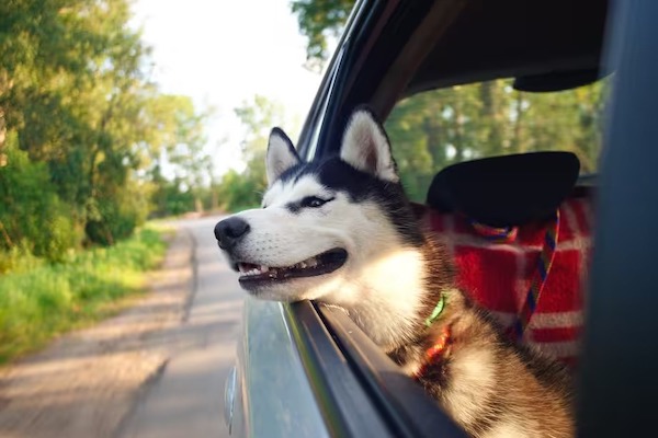 Ces erreurs à bannir que beaucoup font avec leur chien sans le savoir : elles nuisent à leur santé