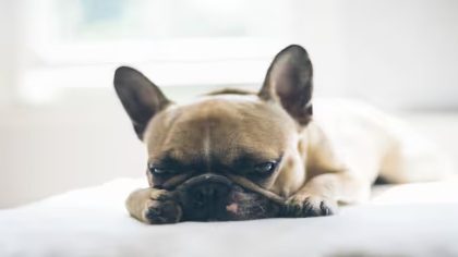 Ces maladies que les chiens peuvent transmettre par la salive aux animaux et aux humains