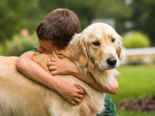 Ces races de chiens créent les liens les plus profonds avec leurs maîtres, ils sont prêts à tout pour eux