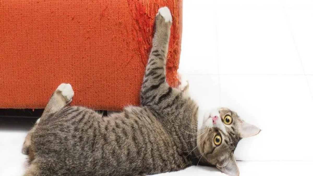 Ces techniques pour empêcher votre chat de faire ses griffes sur les meubles