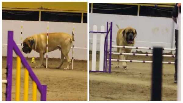 Cet énorme chien mastiff anglais termine un parcours d’agilité avec brio et sidère tout le monde