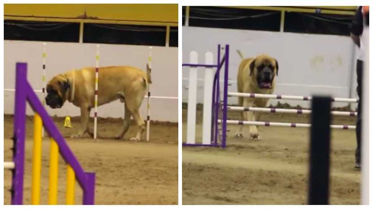 Cet énorme chien mastiff anglais termine un parcours d’agilité avec brio et sidère tout le monde