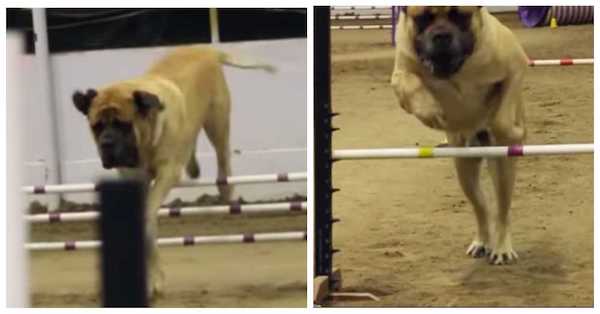 Cet énorme chien mastiff anglais termine un parcours d’agilité avec brio et sidère tout le monde