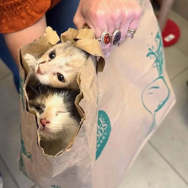 Cet homme tombe sur un sac en papier près de chez lui et fait une découverte impensable, deux chatons abandonnés