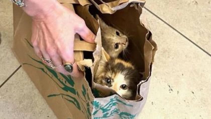 Cet homme tombe sur un sac en papier près de chez lui et fait une découverte impensable, deux chatons abandonnés