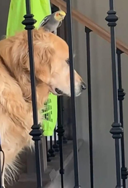 Cet oiseau adore se poser sur la tête de son ami, la réaction du chien est hilarante