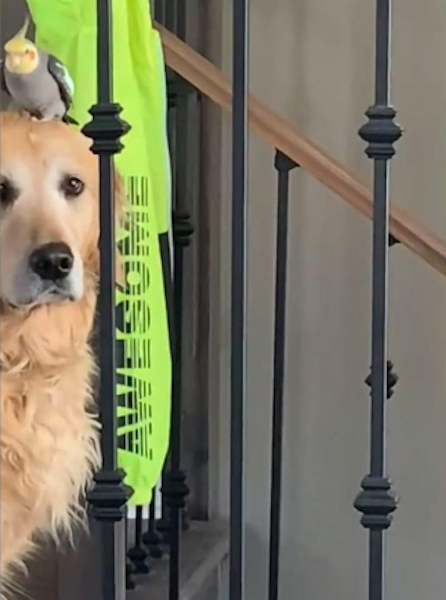 Cet oiseau adore se poser sur la tête de son ami, la réaction du chien est hilarante