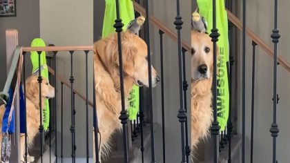 Cet oiseau adore se poser sur la tête de son ami, la réaction du chien est hilarante