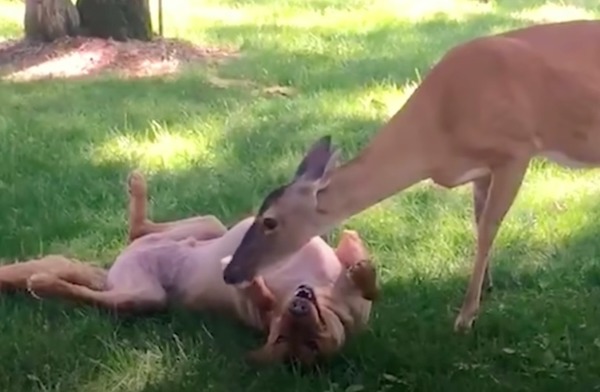 Cette biche présente ses bébés à son meilleur ami, un chien : un moment incroyable et magique