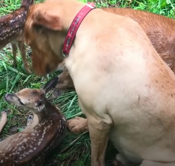 Cette biche présente ses bébés à son meilleur ami, un chien : un moment incroyable et magique