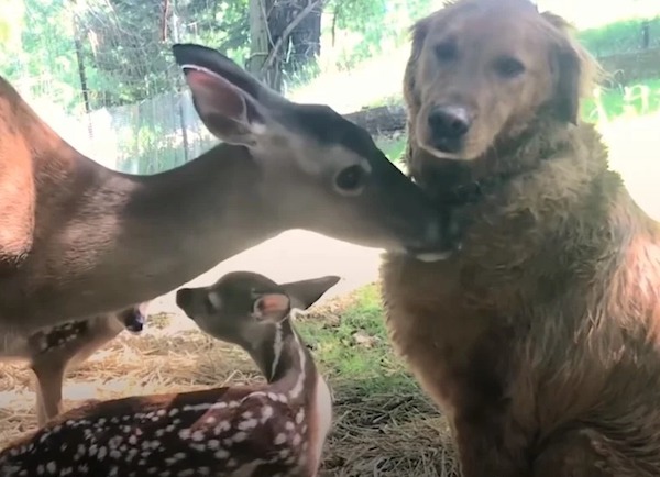 Cette biche présente ses bébés à son meilleur ami, un chien : un moment incroyable et magique