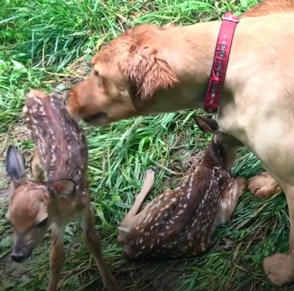 Cette biche présente ses bébés à son meilleur ami, un chien : un moment incroyable et magique