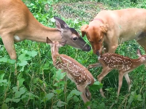 Cette biche présente ses bébés à son meilleur ami, un chien : un moment incroyable et magique