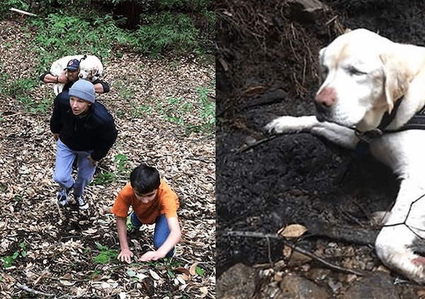 Cette chienne âgée et aveugle a disparu en forêt depuis 1 semaine, un miracle se produit