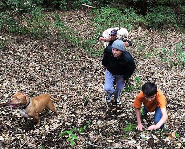 Cette chienne âgée et aveugle a disparu en forêt depuis 1 semaine, un miracle se produit