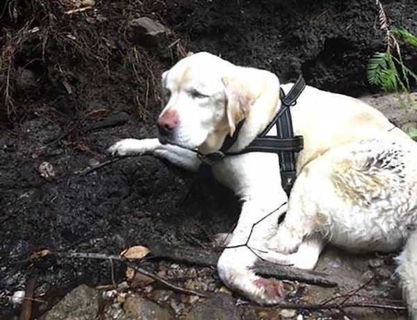 Cette chienne âgée et aveugle a disparu en forêt depuis 1 semaine, un miracle se produit