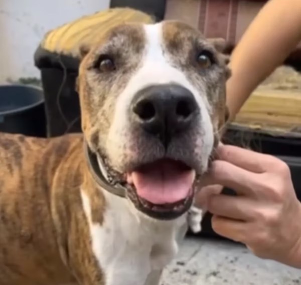 Cette chienne atteinte d’un cancer est abandonnée, elle lutte pour enfin trouver un vrai foyer