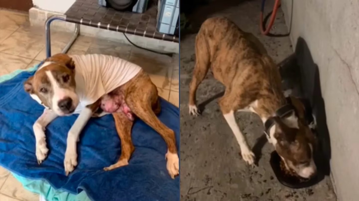 Cette chienne atteinte d’un cancer est abandonnée, elle lutte pour enfin trouver un vrai foyer