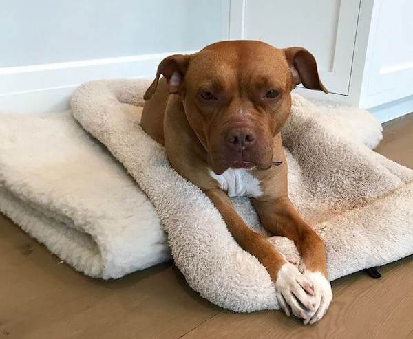 Cette chienne est enchaînée durant 8 ans dans un garage sombre, son destin bascule