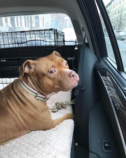 Cette chienne est enchaînée durant 8 ans dans un garage sombre, son destin bascule