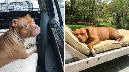 Cette chienne est enchaînée durant 8 ans dans un garage sombre, son destin bascule